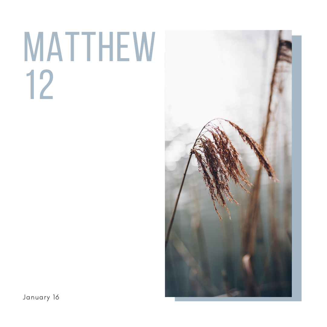 January 16: Matthew 12